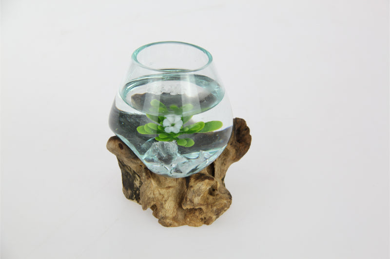 Unique Hand Blown Glass Fish Bowl/Terrarium on Natural Driftwood